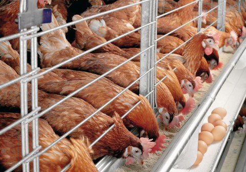 How to Start Poultry Farming Business in South Africa - Wiki South Africa