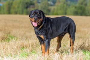 Rottweiler Prices in South Africa