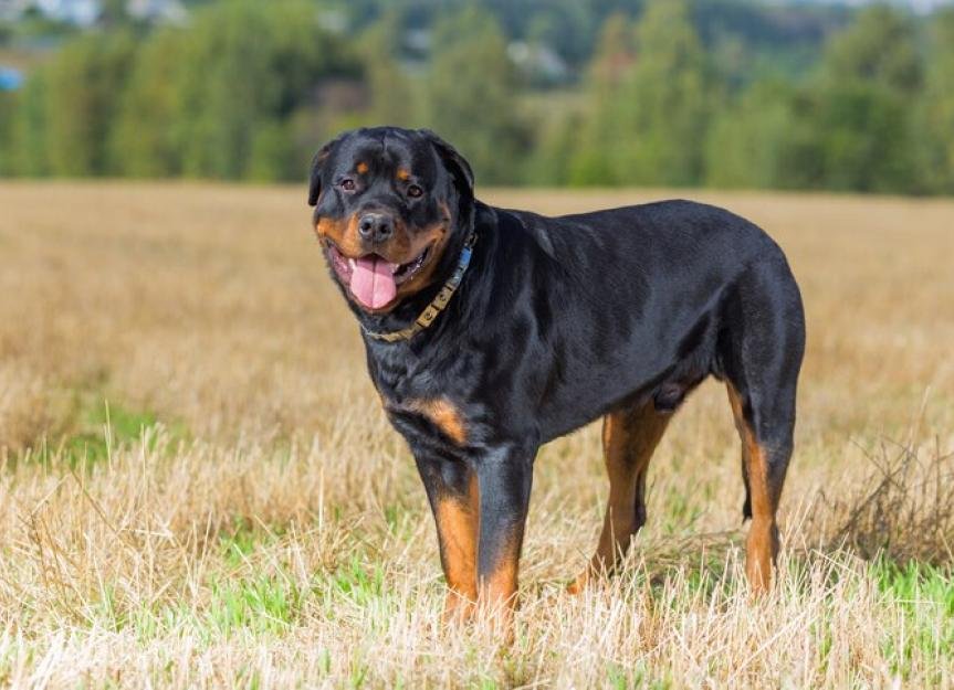 Rottweiler Prices in South Africa Wiki South Africa