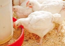 Best Broiler Feeds in South Africa & Prices