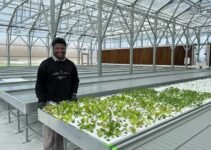 Pioneering the Future of Sustainable Agriculture: An Interview with Adeoluwa Olasehinde